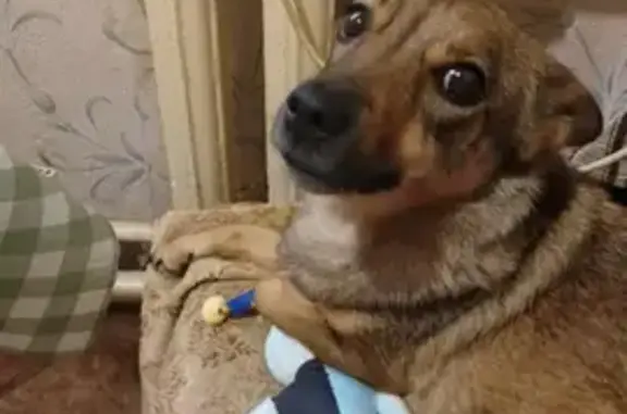 Пропала собака, Губкин, Белгородская обл.