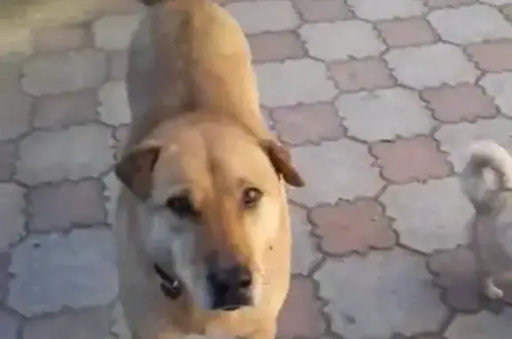 Собаки потеряшки, Советск, фото: Потеряшка рыжая собака, Липовая ул., Советск