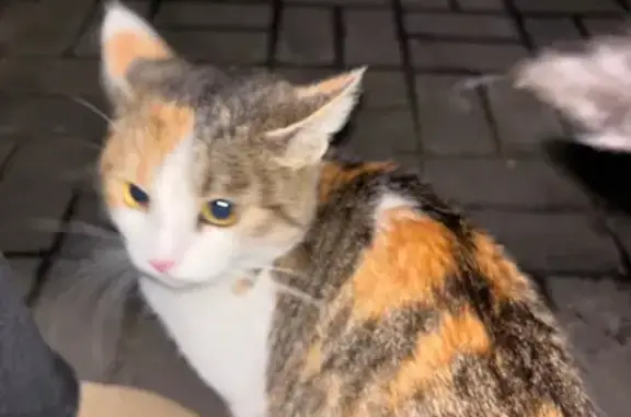 Кошка найдена у ателье, Берёзовская 101