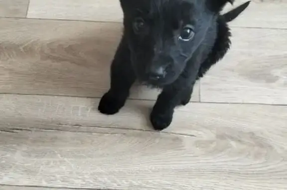 Найдена собака, Чита, фото: Щенок найден: Казачья ул. 3Б, Чита