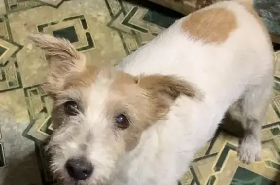 Собаки потеряшки, городской округ Новочеркасск, фото: Потеряшка собака на Селекционной улице