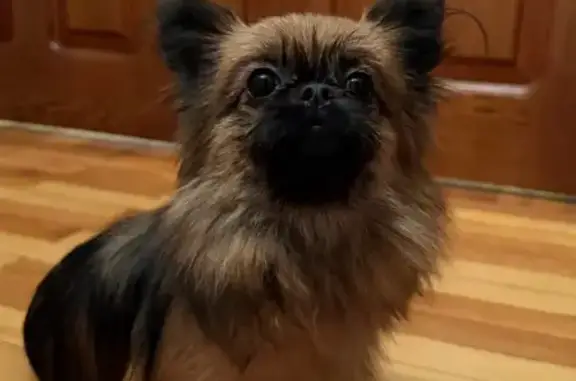 Найдена собака, Ростов-на-Дону, фото: Собака найдена: Варфоломеева, 35, РнД