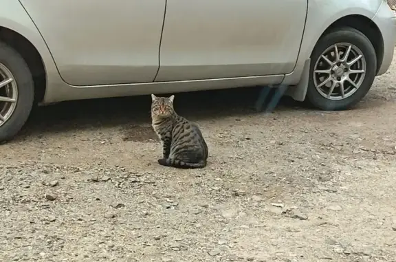 Найдена кошка, Чита, фото: Кошка ищет дом, Бутина 109, Чита