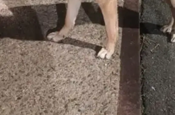 Найдена собака, Ижевск, фото: Найдена собака, Спортивная 16А, Ижевск