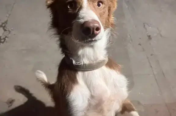 Собаки потеряшки, Хасавюрт, фото: Потеряшка собака, ул. Магидова, 110, Хасавюрт