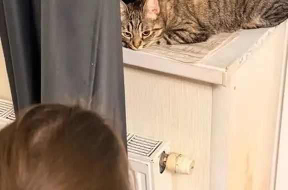 Найдена кошка, Балашиха, фото: Найдена кошка, Балашиха, ул. 1 Мая, 9А