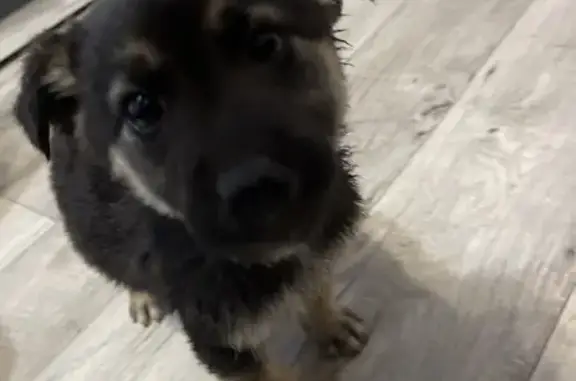 Найдена собака, Стерлитамак, фото: Собака найдена: Лесная ул., 61А, Стерлитамак