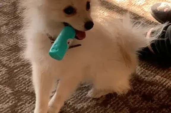 Собаки потеряшки, Красноуральск, фото: Потеряшка собака, Советская 2, Красноуральск