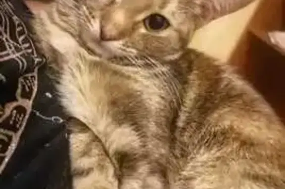 Пропала кошка, Граничная ул., Балашиха