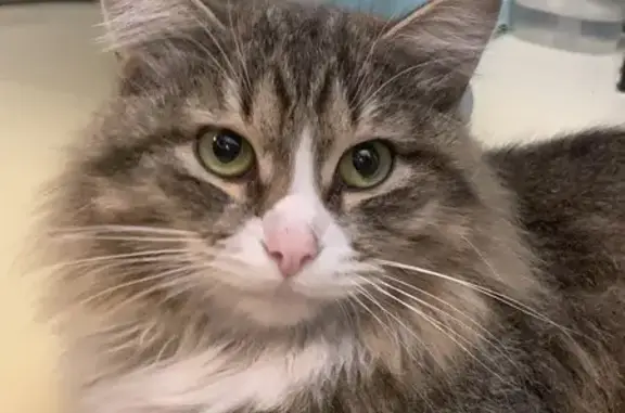 Найдена кошка, Химки, фото: Найдена кошка, Международное шоссе, вл1