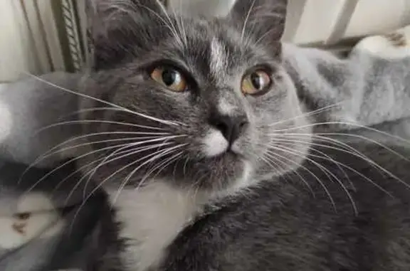 Пропала кошка, Плехановский с/с, Липецк