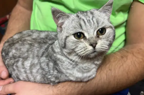 Найдена кошка, Хмелинец, фото: Кошка найдена: Школьный пер., Хмелинец