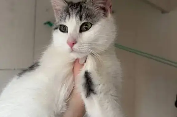 Найдена кошка, Новоликеево, фото: Кошка найдена на ул. Щипановой, Новоликеево