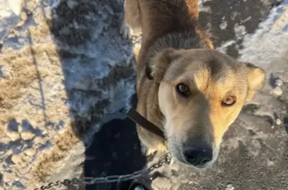 Найдена собака, Коченево, фото: Собака найдена на ул. Крылова, Южная, Коченёво