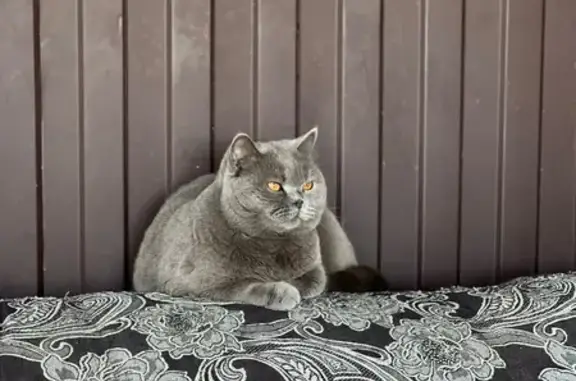 Пропала кошка, Одесская ул., Крымск