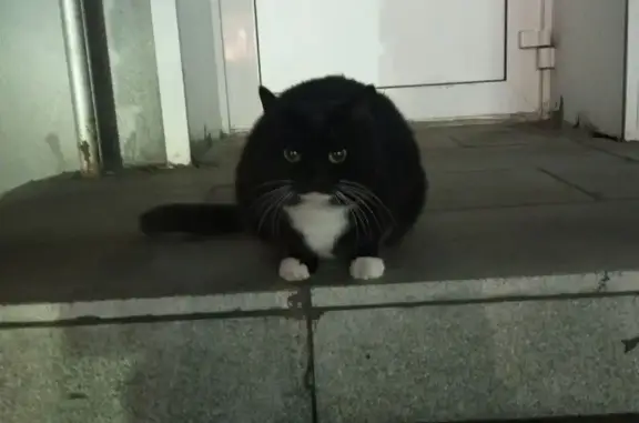 Кошки потеряшки, Шумиха, фото: Потеряшка кошка, ул. Гоголя, 10, Шумиха