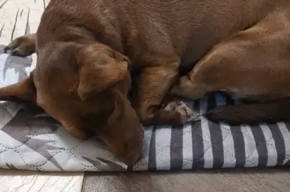 Найдена собака, Краснодар, фото: Найдена собака, ул. Арх. Петина 18/2, Крдр.