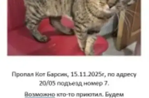 Кошки потеряшки, Набережные Челны, фото: Потеряшка кошка, Набережные Челны, 20/05