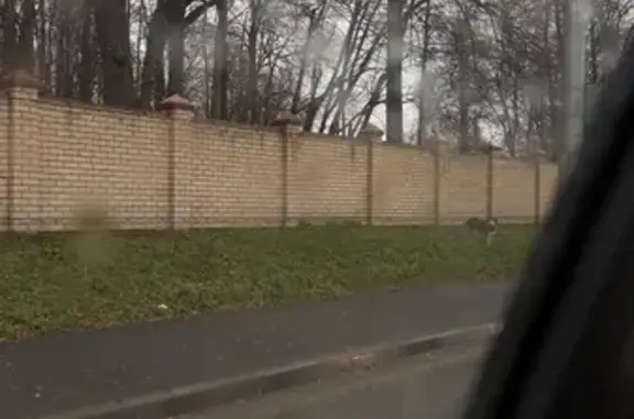 Найдена собака, Казань, фото: Найдена собака, пр. Ямашева, Казань