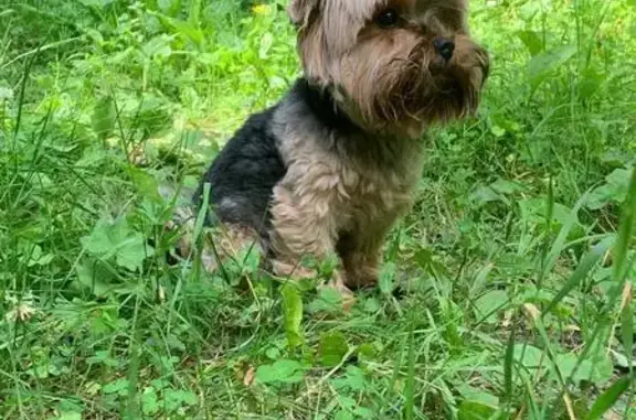 Пропала собака! Пушкино, Центр. ул. 19Г