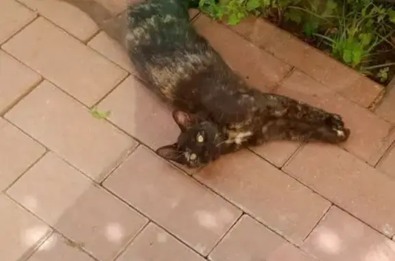 Пропала кошка, МО, 46К-2250