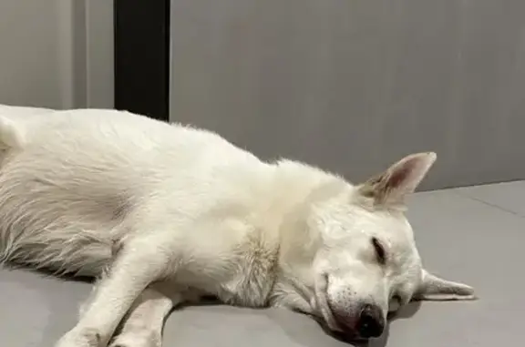 Найдена собака, Москва, фото: Собака найдена в ЖК Лесопарковый, Москва