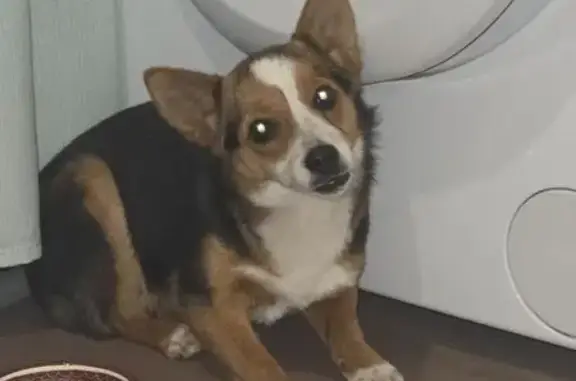 Найдена собака, Новороссийск, фото: Найдена собака, Новороссийск, Серебрякова 21