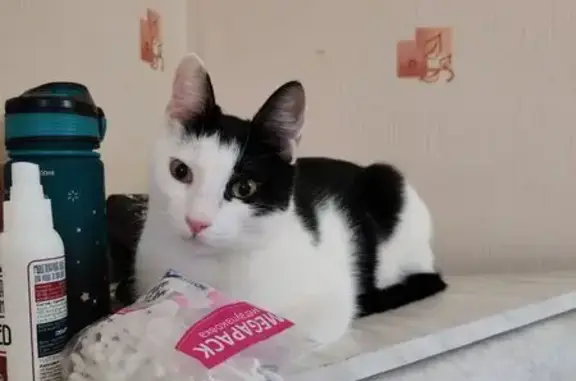 Пропал кот: пр. Стачки, 215/1, Ростов-на-Дону