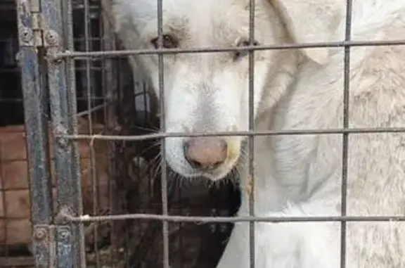 Пропала собака, Козелки, Самара.