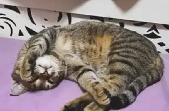 Кошки потеряшки, Нижний Новгород, фото: Потеряшка кот Кексик, Богдановича 7 к2, НН