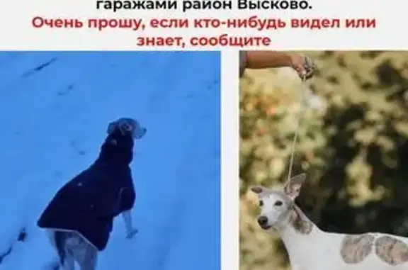 Пропала собака, Большое Козино, НО