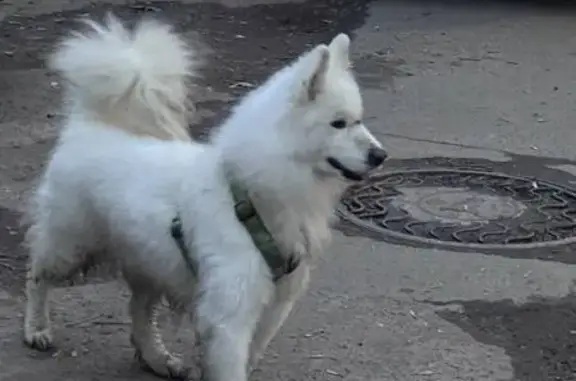 Найдена собака, Брянск, фото: Найдена собака, ул. Ромашина 39, Брянск