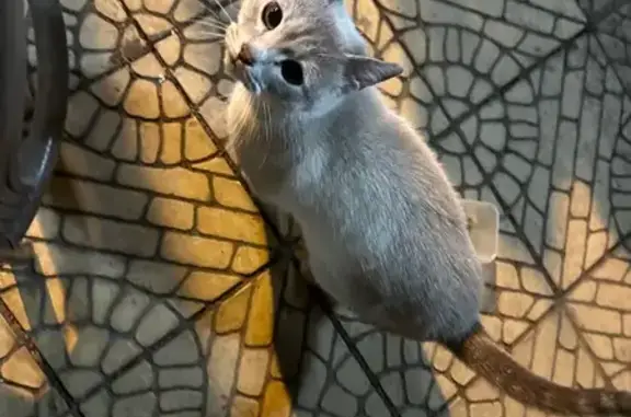 Найдена кошка, Тверь, фото: Найдена кошка, Дачная ул., Тверь