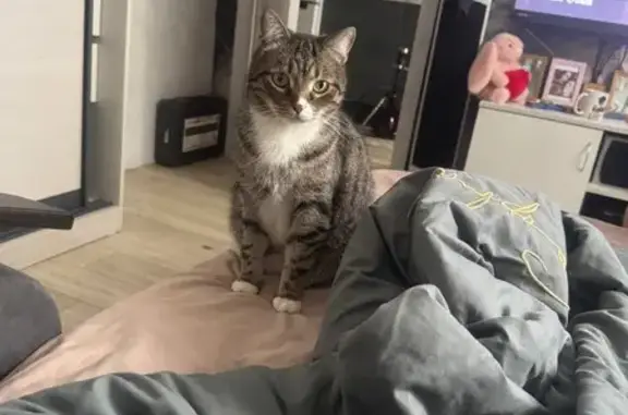 Кошки потеряшки, Ярославль, фото: Потеряшка кошка, ул. Урицкого 23, Ярославль