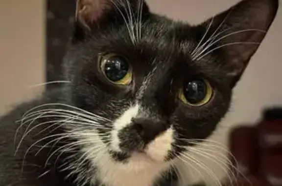 Пропала кошка, Варкауса 35, Петрозаводск