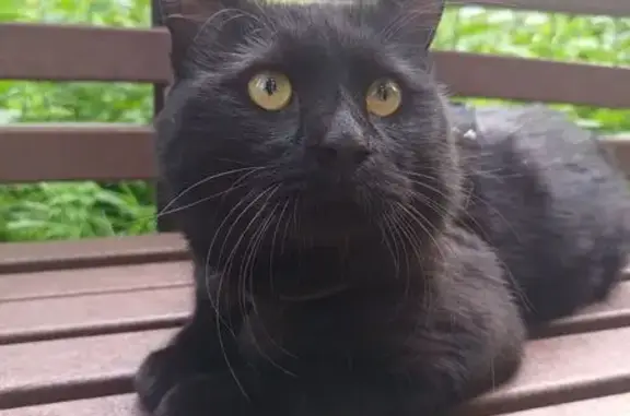 Пропала кошка, Реактивная ул., Екатеринбург