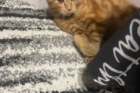 Кошка найдена: М-4 «Дон», п. 1-го отд.