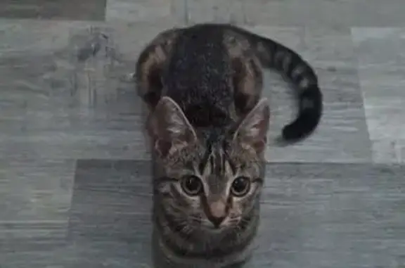 Кошки потеряшки, Севастополь, фото: Потеряшка кошка, Брянская ул. 17, Севастополь