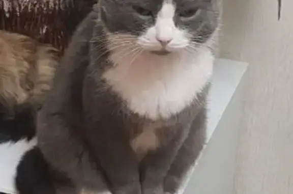 Кошки потеряшки, Кемерово, фото: Потеряшка кошка Персик, Спартака 30А, Кемерово