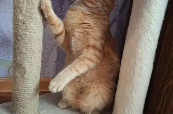 Пропала кошка, Усть-Катав, Челябинск