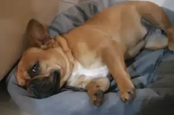 Собаки потеряшки, Краснодарский край, фото: Потеряшка собака в Горячем Ключе