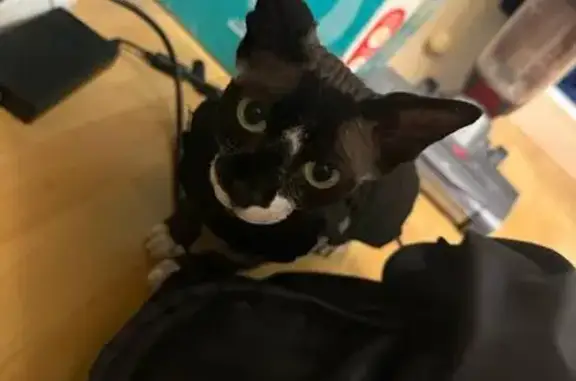 Найдена кошка, Сириус, фото: Кошка найдена: Парусная ул., Сириус