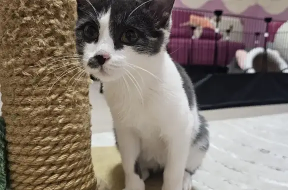 Кошки потеряшки, Астана, фото: Потеряшка кошка, пр. Туран 14/1, Астана