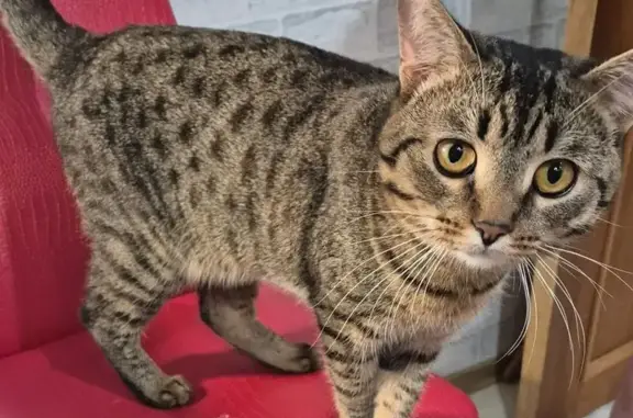 Кошки потеряшки, Набережные Челны, фото: Потеряшка кошка, Набережные Челны