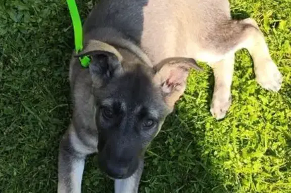 Пропала собака, Щёлково, ул. Новая Фабрика, 362