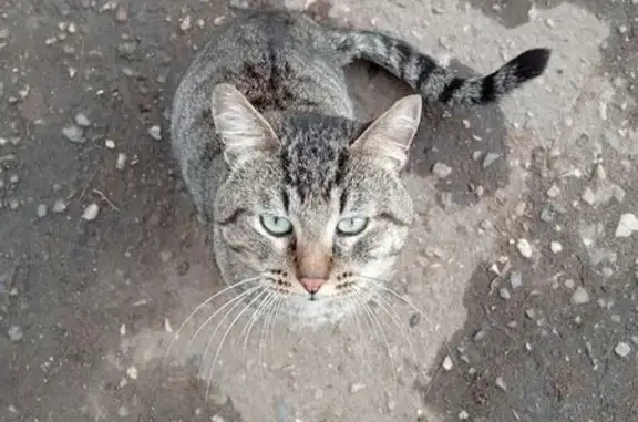 Найдена кошка, Кострома, фото: Кошка найдена: Школьный проезд, Кострома