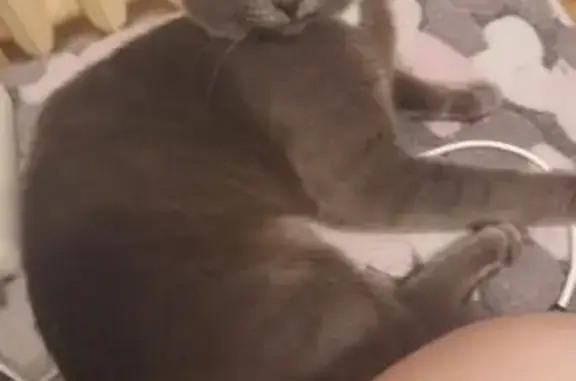 Пропала кошка, ул. Джангильдина, 8