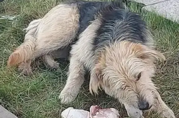 Собака найдена у ТЦ на Московском шоссе