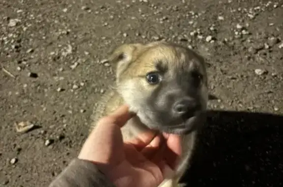 Найдена собака, Таганрог, фото: Собака найдена на ул. Халтурина, 41, Таганрог