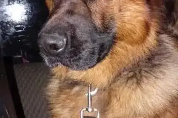 Найдена собака, Конаково, фото: Найдена немецкая овчарка, Конаково-Речицы